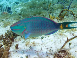 Stoplight Parrotfish IMG 9540